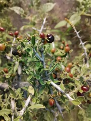 Condalia correllii