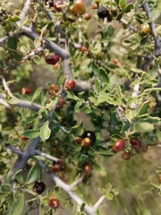 Condalia correllii