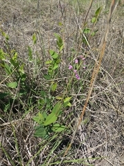Desmodium psilophyllum