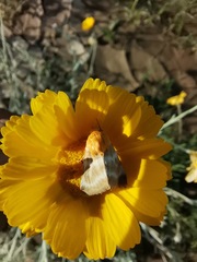 Schinia miniana