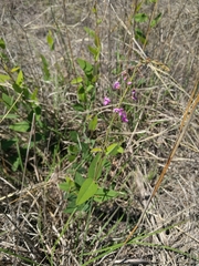 Desmodium psilophyllum
