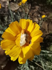 Schinia miniana