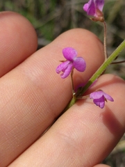 Desmodium psilophyllum