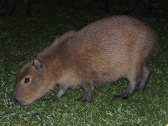 Hydrochoerus hydrochaeris