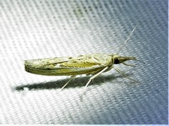 Fissicrambus quadrinotellus