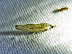 Fissicrambus quadrinotellus