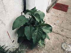 Nicotiana glauca