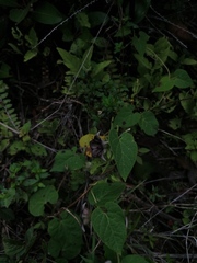 Dictyanthus reticulatus