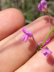 Desmodium psilophyllum