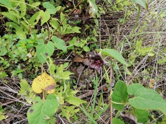 Dictyanthus reticulatus