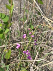Desmodium psilophyllum