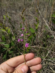 Desmodium psilophyllum