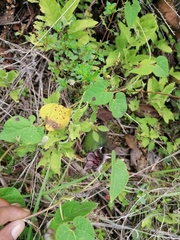 Dictyanthus reticulatus