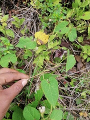 Dictyanthus reticulatus