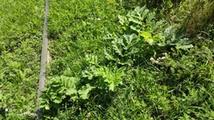 Heracleum sosnowskyi