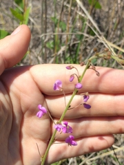 Desmodium psilophyllum