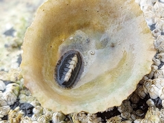 Chiton