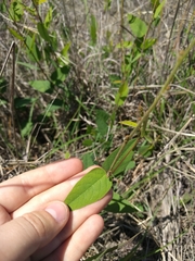 Desmodium psilophyllum