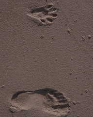 Aonyx capensis capensis