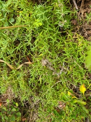 Thymus dzevanovskyi