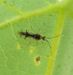 Hyaliodes