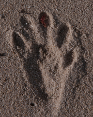 Aonyx capensis capensis