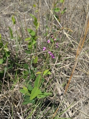 Desmodium psilophyllum