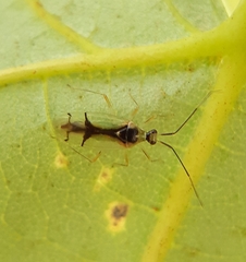 Hyaliodes