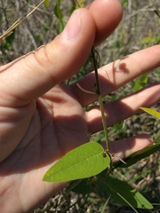 Desmodium psilophyllum