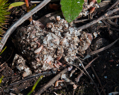 Aonyx capensis capensis