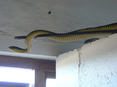 Dispholidus typus typus