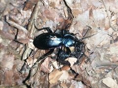 Carabus germarii