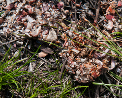 Aonyx capensis capensis