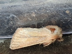 Denticucullus pygmina