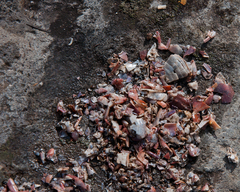 Aonyx capensis capensis