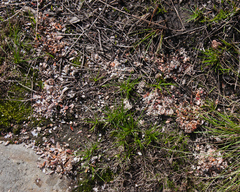 Aonyx capensis capensis