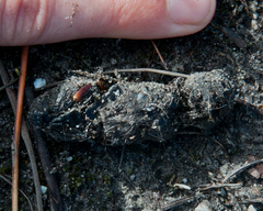 Aonyx capensis capensis