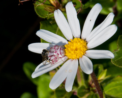 Thomisus citrinellus