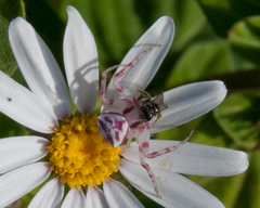 Thomisus citrinellus