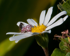 Thomisus citrinellus
