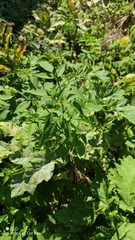Bidens frondosa