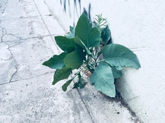 Nicotiana glauca