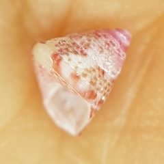 Jujubinus exasperatus