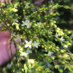 Lachnaea axillaris