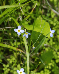 Houstonia serpyllifolia