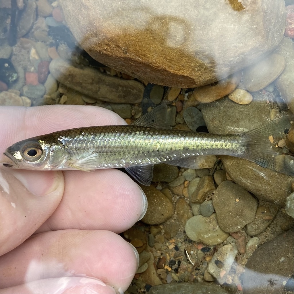 Roughhead shiner (Notropis semperasper) — Cyprinidae