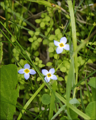 Houstonia serpyllifolia