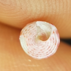 Jujubinus exasperatus