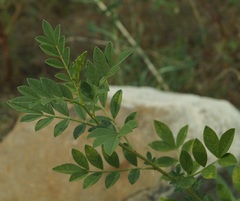 Glycyrrhiza echinata