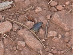 Phyllophaga lanceolata